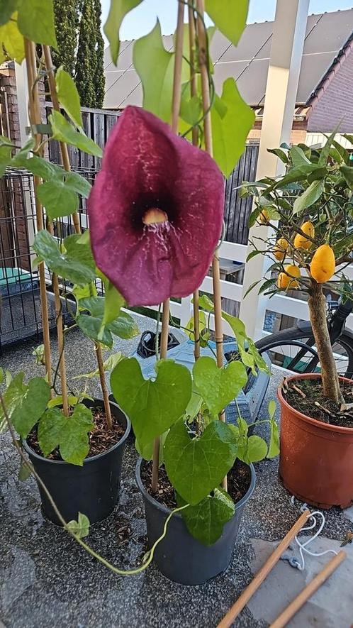 Verschillende exotische planten & fruitboompjes, Tuin en Terras, Planten | Fruitbomen, Overige soorten, 100 tot 250 cm, Volle zon
