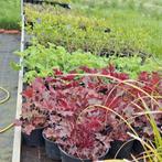 Te koop diverse tuinplanten, Ophalen