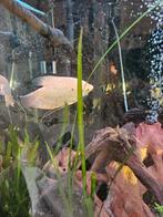 Reuze gourami, Dieren en Toebehoren, Vis