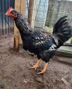 Haan,Barnevelder, Dieren en Toebehoren, Pluimvee, Mannelijk, Kip