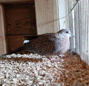 Gevraagd Kleine Parelhalstortel beschikbaar voor biedingen