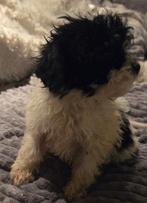 Te koop klein blijvende maltipoo pups, Parvo, Overige rassen, 8 tot 15 weken, Meerdere