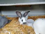 Kruising lotharinger x vlaamse reus, Dieren en Toebehoren, Mannelijk, Groot, 0 tot 2 jaar