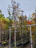 Juglans Regia - Walnootboom, Overige soorten, Lente, 100 tot 250 cm, Ophalen