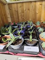 Agave stekjes | Oma's plantenkraam, Volle zon, Vaste plant, Bloeit niet, Ophalen