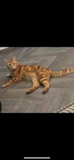 VERMIST St.willebrord