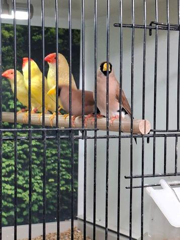 Koppel masker amadines  beschikbaar voor biedingen