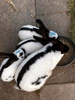 Lothariger groot voedsters, Dieren en Toebehoren, Vrouwelijk, Groot, 0 tot 2 jaar