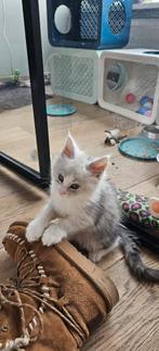 Main Coon Kittens, Dieren en Toebehoren, Meerdere dieren, Gechipt