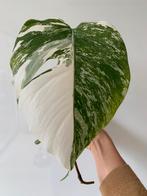 Monstera variegata stek, Ophalen, Overige soorten, Minder dan 100 cm