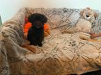 Maltipoo x poedel, Nederland, CDV (hondenziekte), 8 tot 15 weken, Meerdere