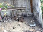 Jonge pauwen, Dieren en Toebehoren, Meerdere dieren, Tropenvogel