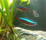 Aquariumvissen gratis, Dieren en Toebehoren, Vissen | Aquariumvissen, Vis, Zoetwatervis, Schoolvis