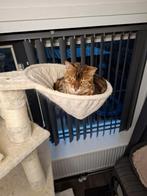 Bengaal, Poes, Gechipt, 0 tot 2 jaar