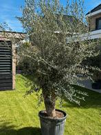 Prachtige olijfboom/ olijfbomen, Tuin en Terras, Olijfboom, Volle zon, Bloeit niet, Ophalen