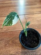 Leuke kleine Monstera Thai Constellation variegata plant, Ophalen of Verzenden, Halfschaduw, Minder dan 100 cm