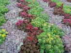 Sedum voor in de tuin of potten en balkon eigen kweek, Ophalen, Zomer, Overige soorten, Volle zon