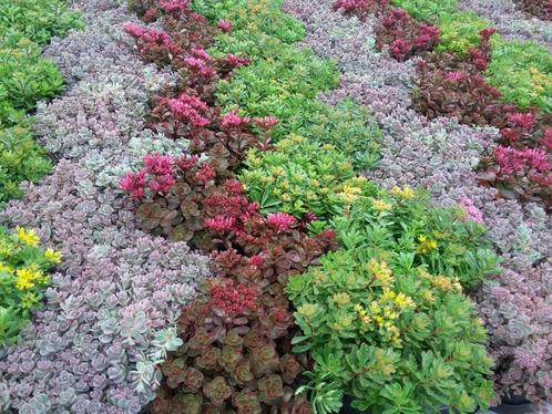 Sedum voor in de tuin of potten en balkon eigen kweek, Tuin en Terras, Planten | Tuinplanten, Overige soorten, Volle zon, Zomer