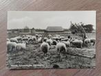 Heerde , schaapskooi,  ansichtkaart, Ophalen of Verzenden, 1960 tot 1980, Ongelopen, Gelderland