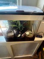 5 Afrikaanse reuzenslakken (archachatina ovum) met verblijf, Dieren en Toebehoren, September, Geslacht onbekend