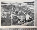 Treebeek, bruinkoollaag is blootgelegd in 1917 origineel fo, Verzenden