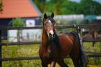 Knappe 3-jarige Arabische Volbloed hengst (Arabier), Dieren en Toebehoren, Paarden, Minder dan 160 cm, Gechipt, Niet van toepassing