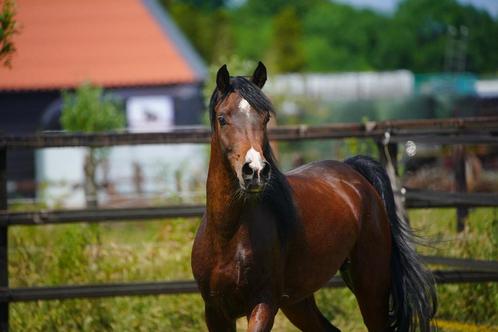 Knappe 3-jarige Arabische Volbloed hengst (Arabier), Dieren en Toebehoren, Paarden, Hengst, Niet van toepassing, Minder dan 160 cm