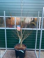 Japanse esdoorn ‘moonrise’, Ophalen, Bloeit niet, Halfschaduw, Overige soorten