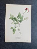 10 prenten planten/kruiden 16,5x24 samen  18 euro oa anemoon, Ophalen of Verzenden, Natuur en Biologie