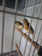 Ouders en 2 jonge raza kanaries te koop voor 20 euro per st., Dieren en Toebehoren, Meerdere dieren, Kleurkanarie