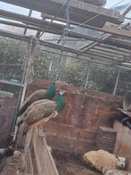 Pauwen, Dieren en Toebehoren, Meerdere dieren, Parkiet