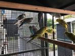 Jonge parkieten, Meerdere dieren, Parkiet