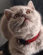 Britse korthaar kitten Kater (Lilac), Dieren en Toebehoren, Katten en Kittens | Raskatten | Korthaar, Kater, Ontwormd, 0 tot 2 jaar