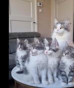 Schitterende Maine Coon Kittens met stamboom, Dieren en Toebehoren, Katten en Kittens | Raskatten | Langhaar, Meerdere dieren