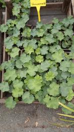 Vaste planten uit eigen tuin, Ophalen, Overige soorten, 100 tot 250 cm