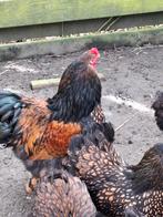 Brahma groot goud zwart gezoomd broedeieren, Dieren en Toebehoren, Pluimvee, Geslacht onbekend, Kip