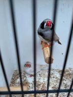 Koppel zebravinken zwartwang, Meerdere dieren