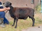 Nolana landschaap ram, Dieren en Toebehoren, Schapen, Geiten en Varkens, Mannelijk, Schaap