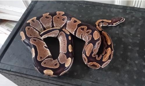 Koppel koningspythons, Dieren en Toebehoren, Reptielen en Amfibieën, Slang, 11 jaar of ouder