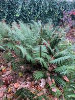 Varens te koop, Tuin en Terras, Ophalen of Verzenden, Bloeit niet, Varens, Halfschaduw
