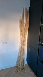 20 mooie pluimen pampasgras 230 tot 170 lang, droogboeket, Ophalen of Verzenden, Zo goed als nieuw