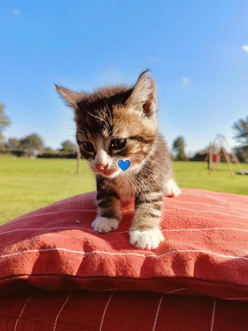 Boerderij kittens Cyperse, Dieren en Toebehoren, Katten en Kittens | Overige Katten, Kortharig, Poes, 0 tot 2 jaar