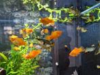 Mooie Platy's, Guppen en kardinaal tetra's, Dieren en Toebehoren, Vissen | Aquariumvissen, Vis, Zoetwatervis