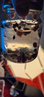 Slakken mix, groot en klein te koop, Dieren en Toebehoren, Slak of Weekdier