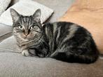 Herplaatsing Poes zoekt ………Zie omschrijving, Dieren en Toebehoren, Katten en Kittens | Overige Katten, Poes, Kortharig, 6 jaar of ouder