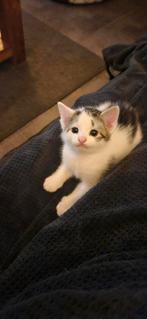 Kitten, Dieren en Toebehoren, Katten en Kittens | Raskatten | Korthaar, Poes, Gechipt