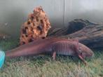 Bruine axolotl, Dieren en Toebehoren, Vissen | Aquariumvissen