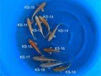 Diverse HQ Japanse koi karper | Koikarpers  | Tosai vissen, Dieren en Toebehoren, Vissen | Vijvervissen, Karper of Koi