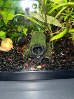 Rode baby garnalen, Dieren en Toebehoren, Vissen | Aquariumvissen, Kreeft, Krab of Garnaal