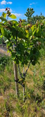 Kersen bomen, Tuin en Terras, Ophalen, Volle zon, Overige soorten